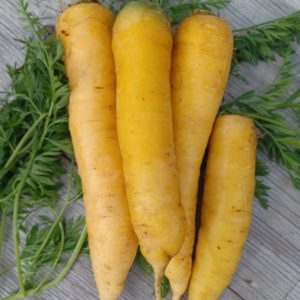 Carrot Amarillo #6007