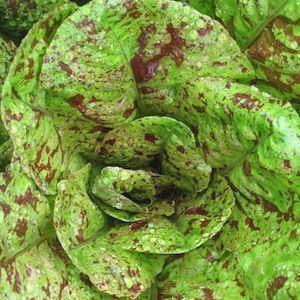 Lettuce, Speckled Amish Butterhead #5025