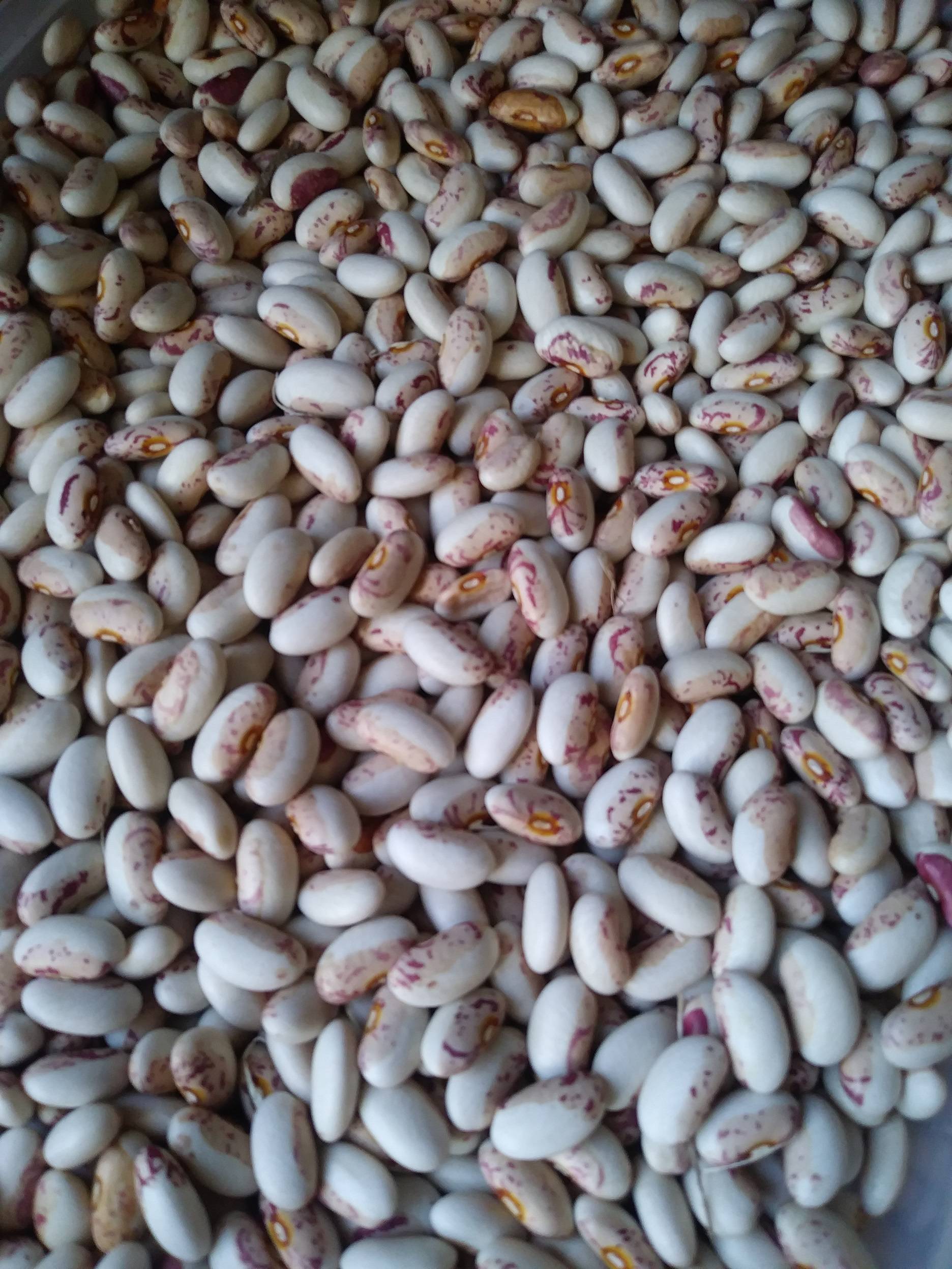 Beans, Baie Verte  #1011
