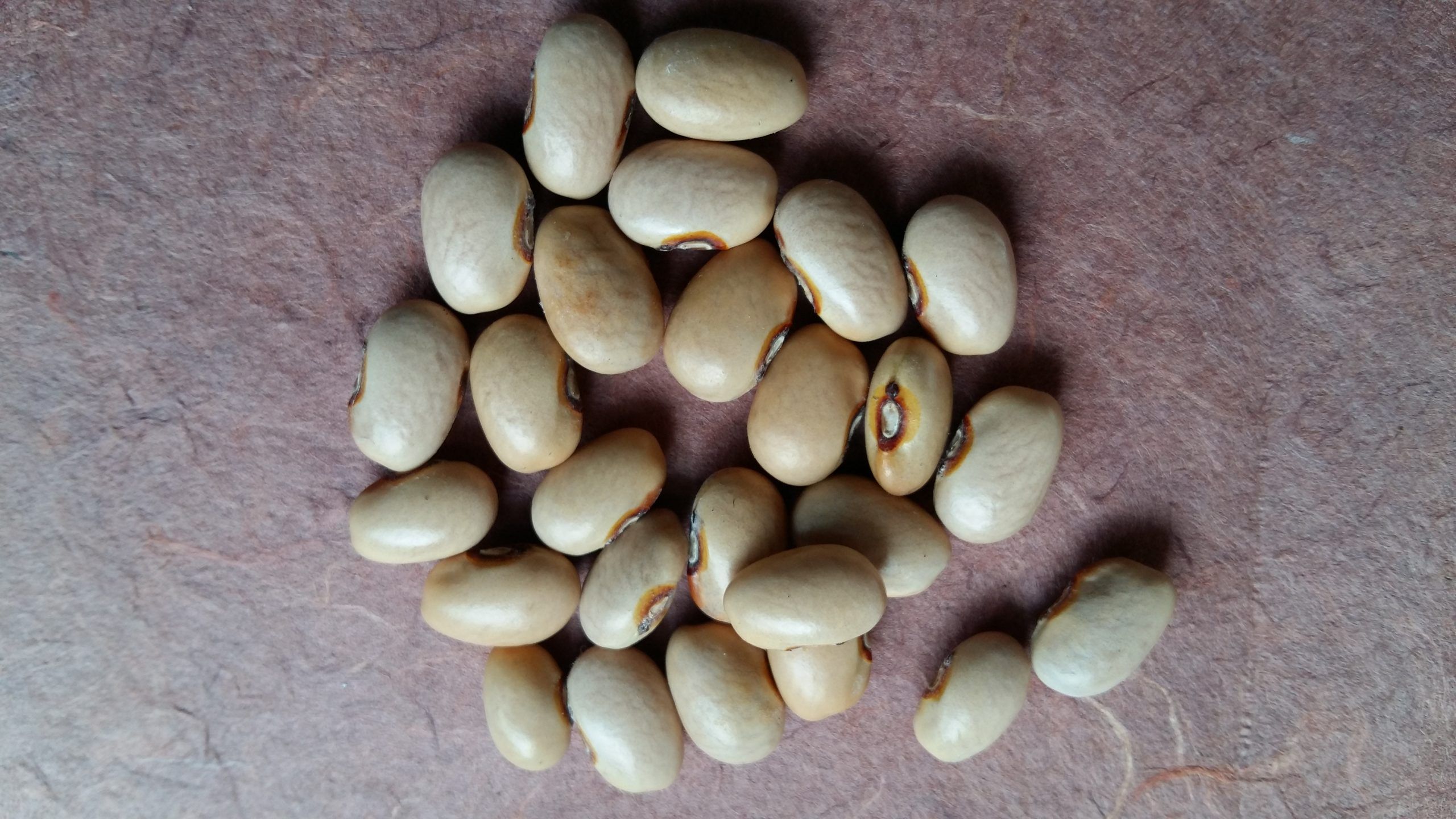 Beans, Baie Verte  #1011