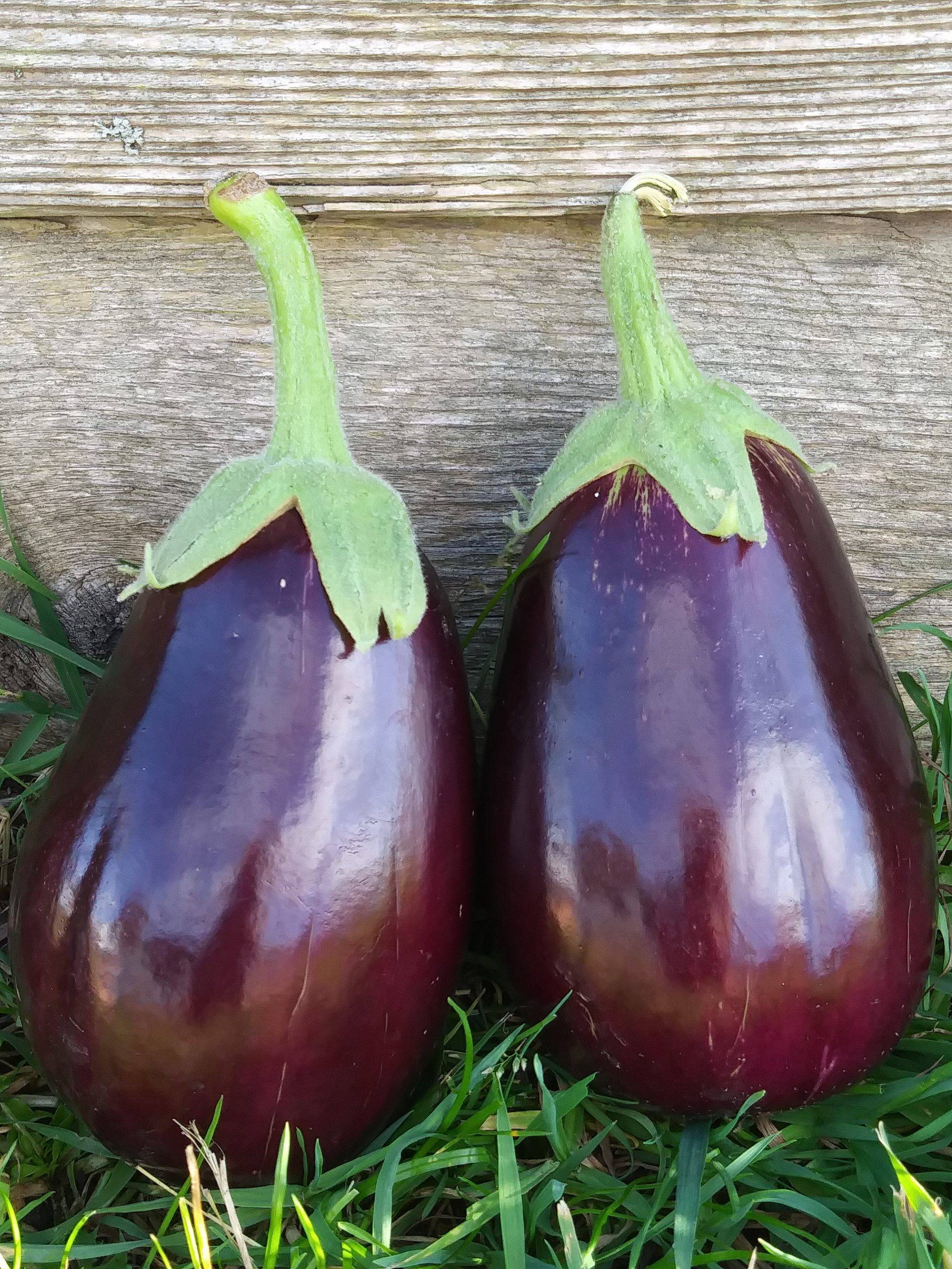 Eggplant, Black Beauty #4101