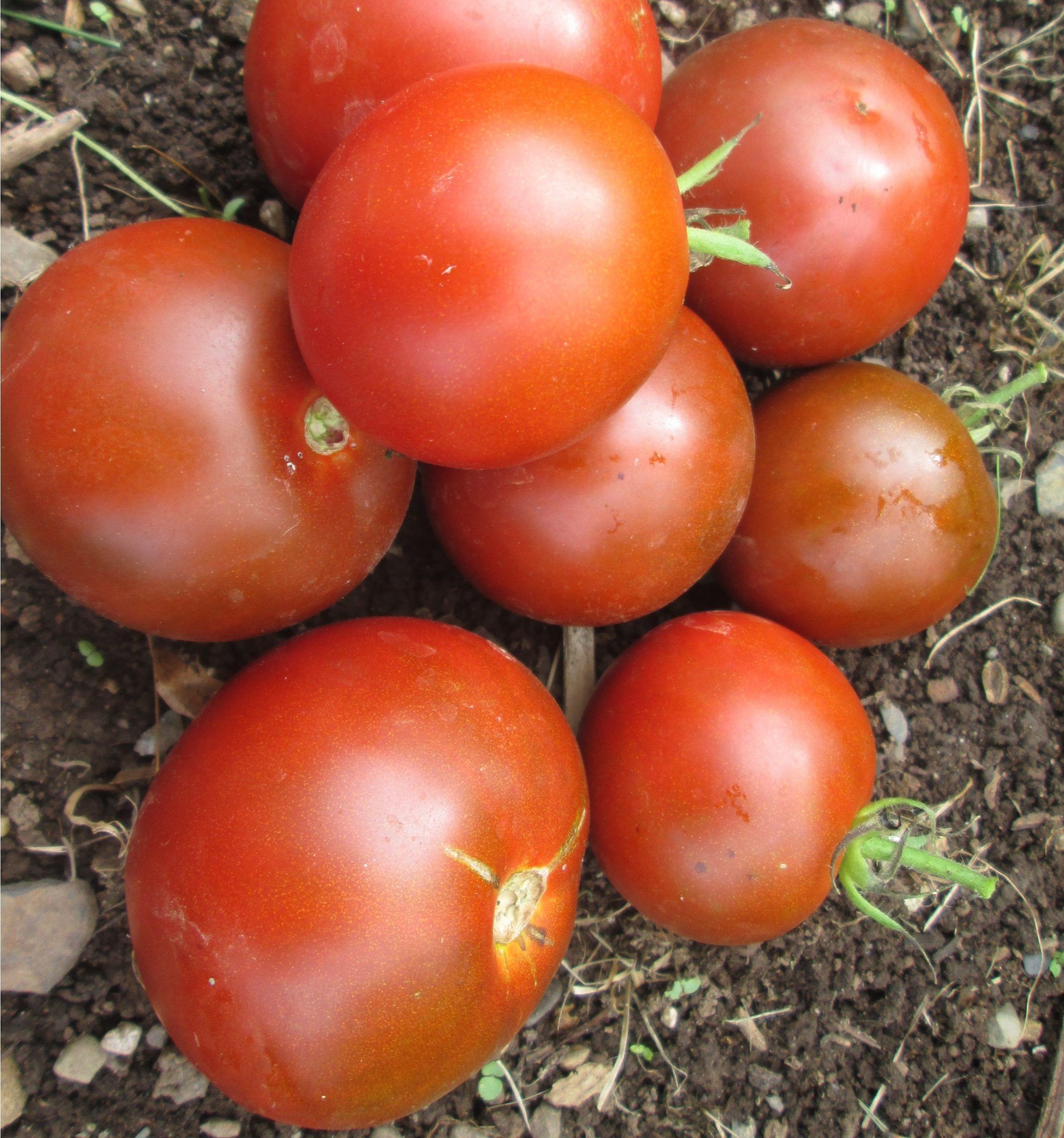 Tomato, Black Prince #8036
