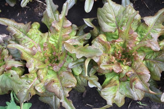 Lettuce, Bronze Arrowhead #5031
