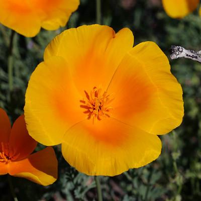 Flower, Poppy, California Orange #9006