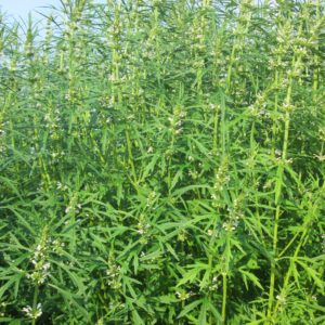Herb Chinese Motherwort #4037