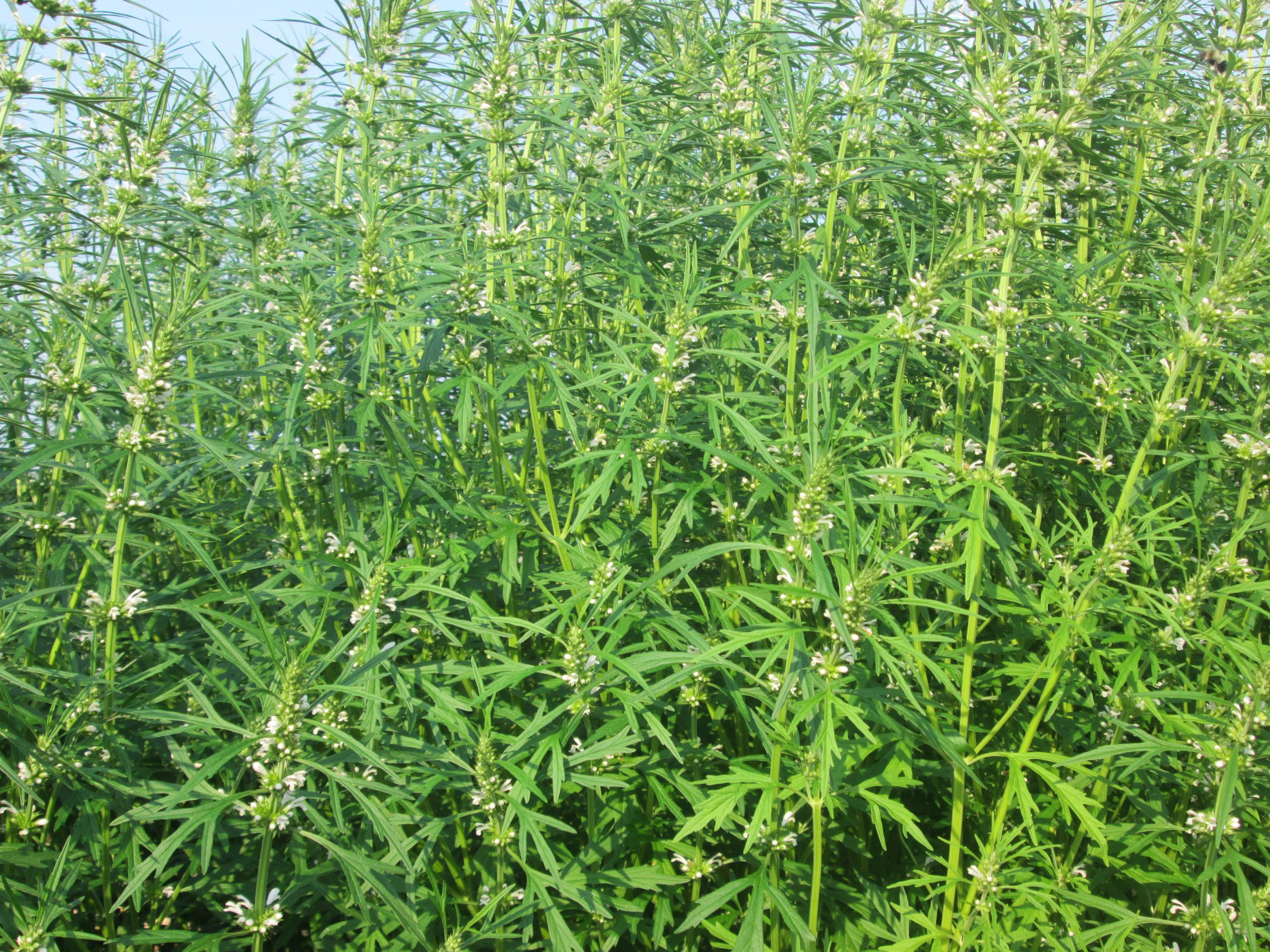 Herb, Motherwort, Chinese  #4037
