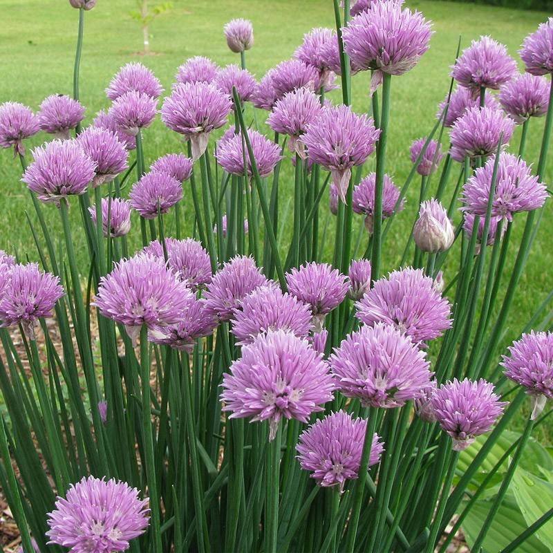 Chives #4016