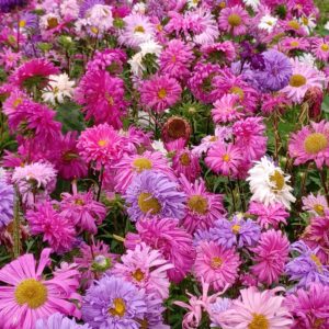 Flower Crego Mix China Aster #9047