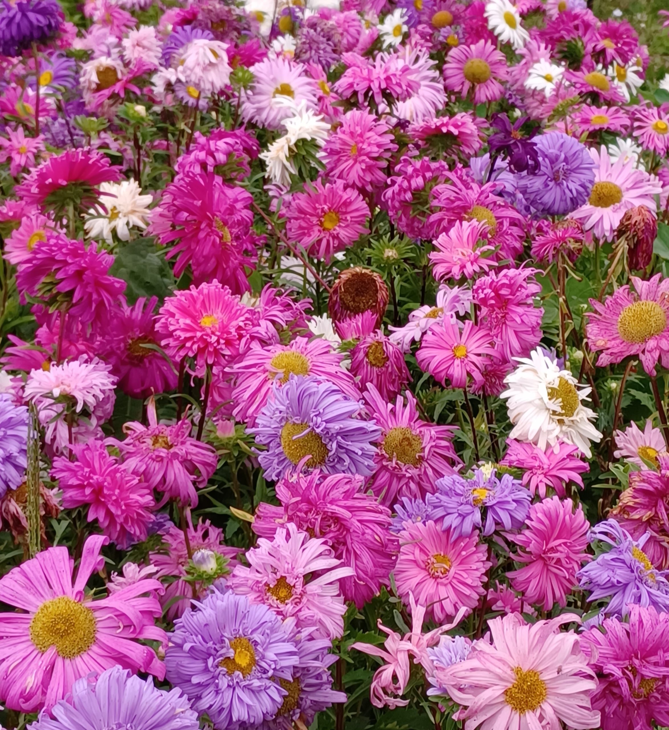 Flower Crego Mix China Aster  #9047
