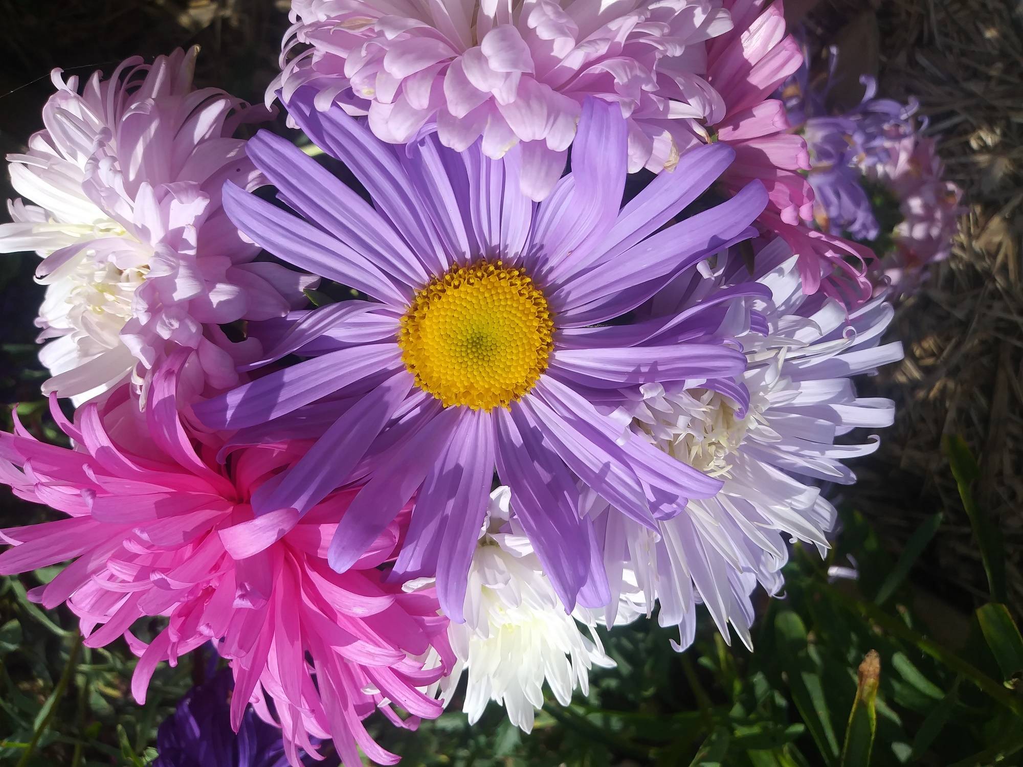 Flower, Crego Mix China Aster  #9047