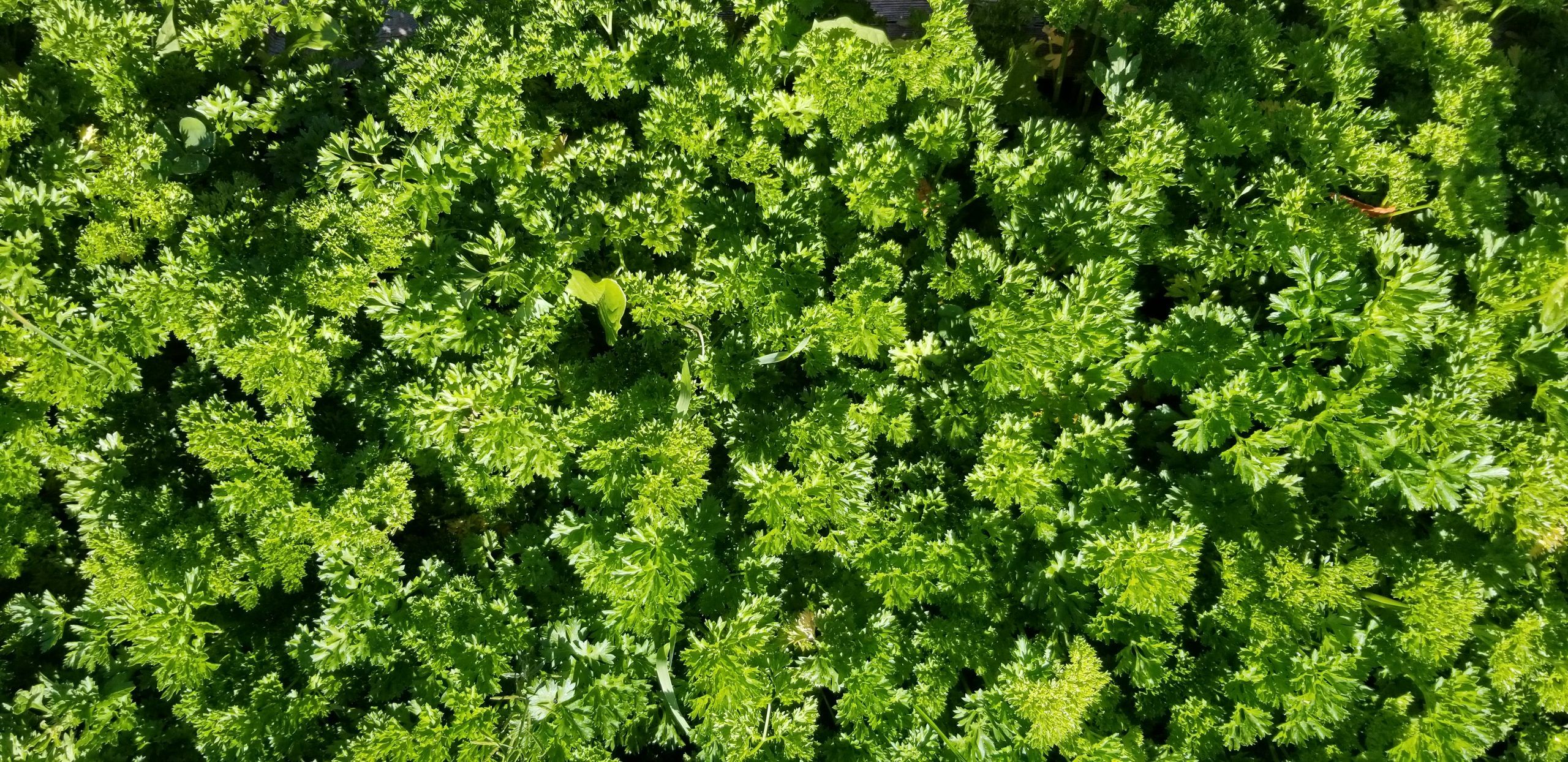Herb Parsley Double Curled #4023