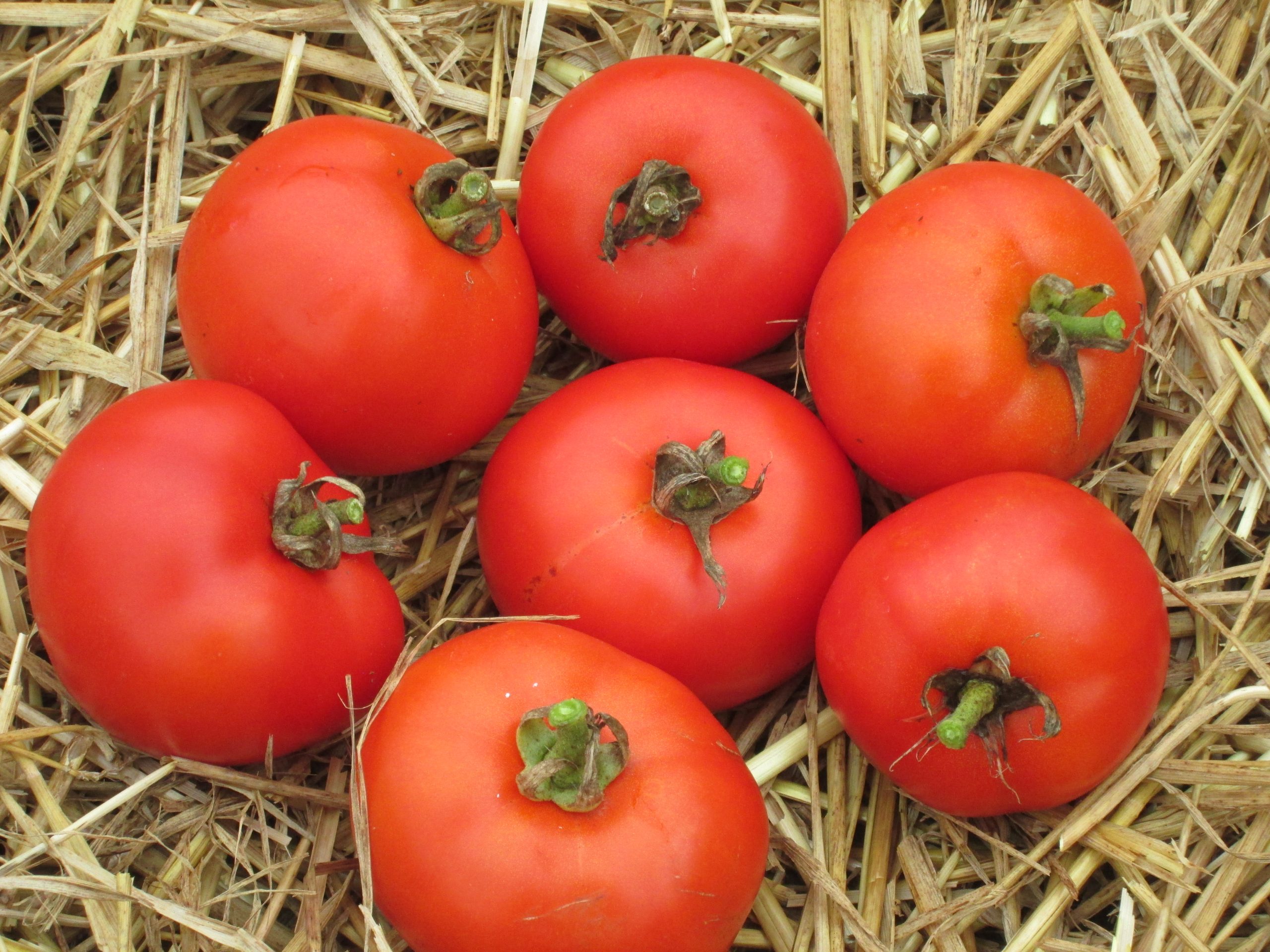 Tomato, Earlirouge #8024