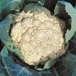 Cauliflower, Early Snowball #3011