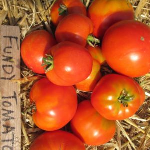 Tomato Fundy #8031