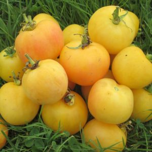 Tomato Garden Peach #8039