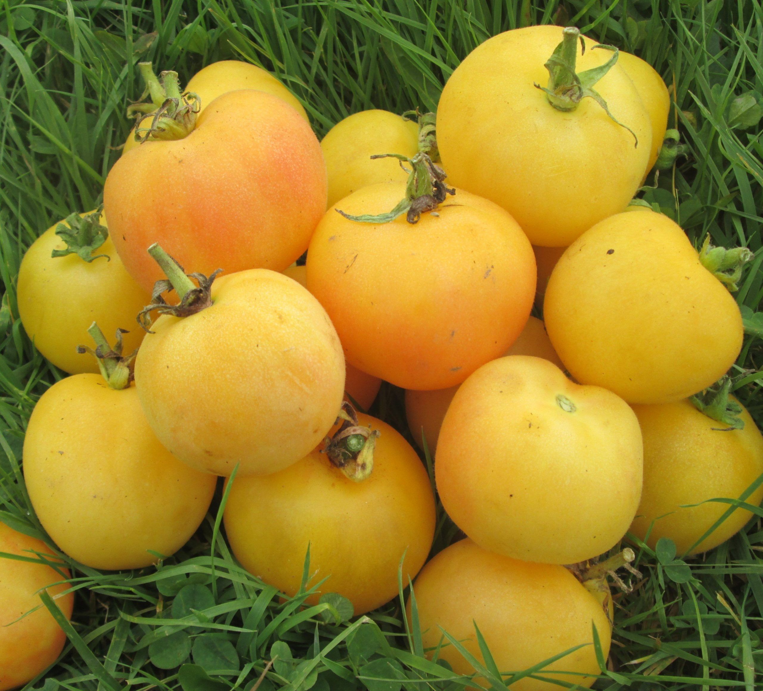 Tomato Garden Peach  #8039