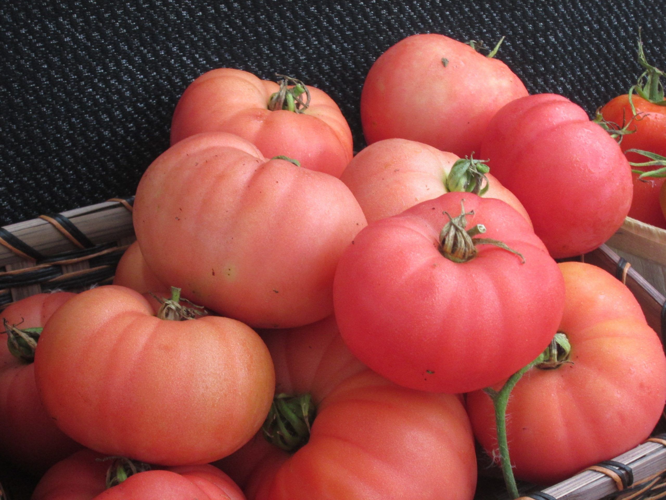 Tomato, Granny Cantrell German Red #8040