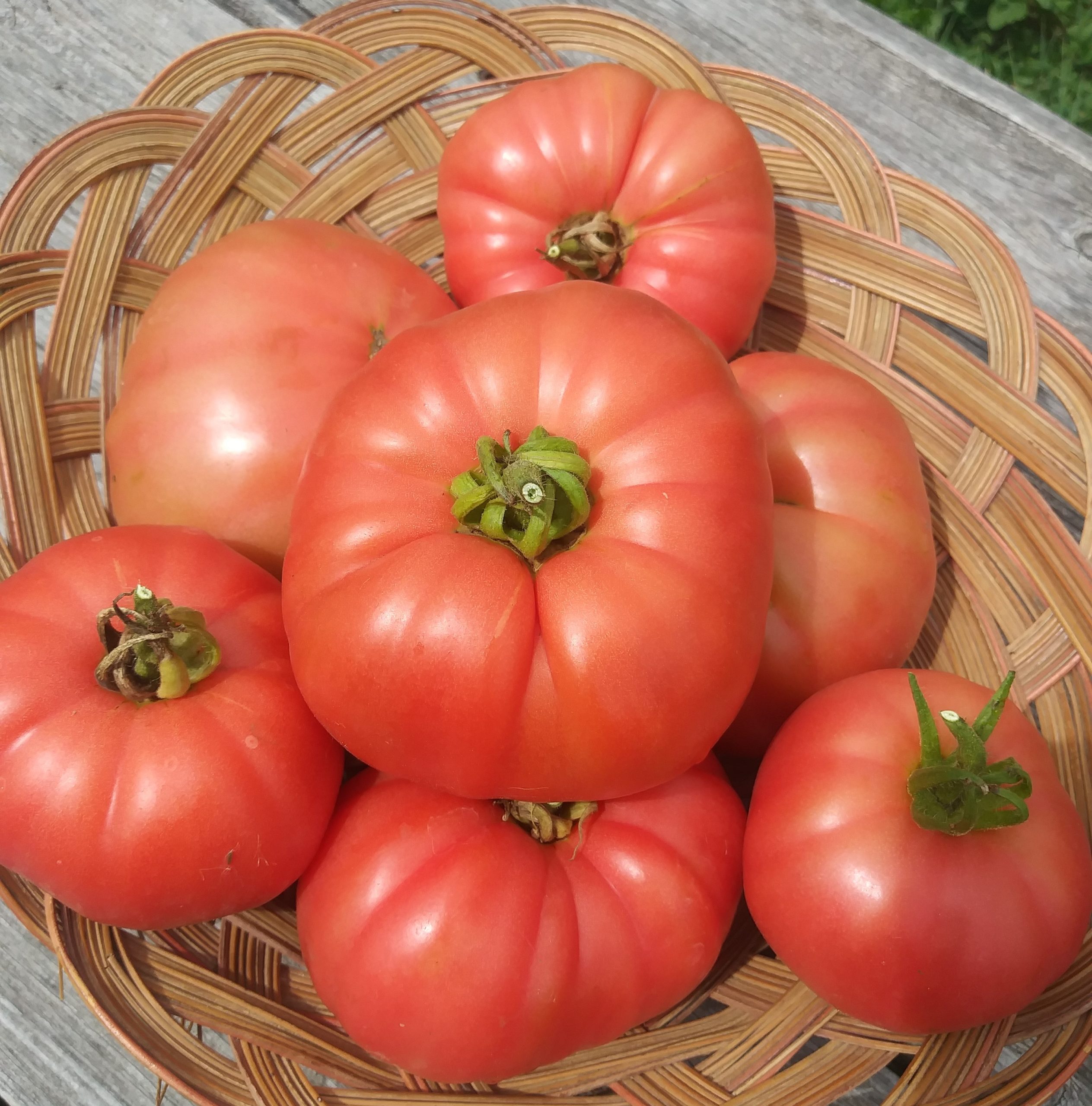 Tomato Granny Cantrell German Red #8040