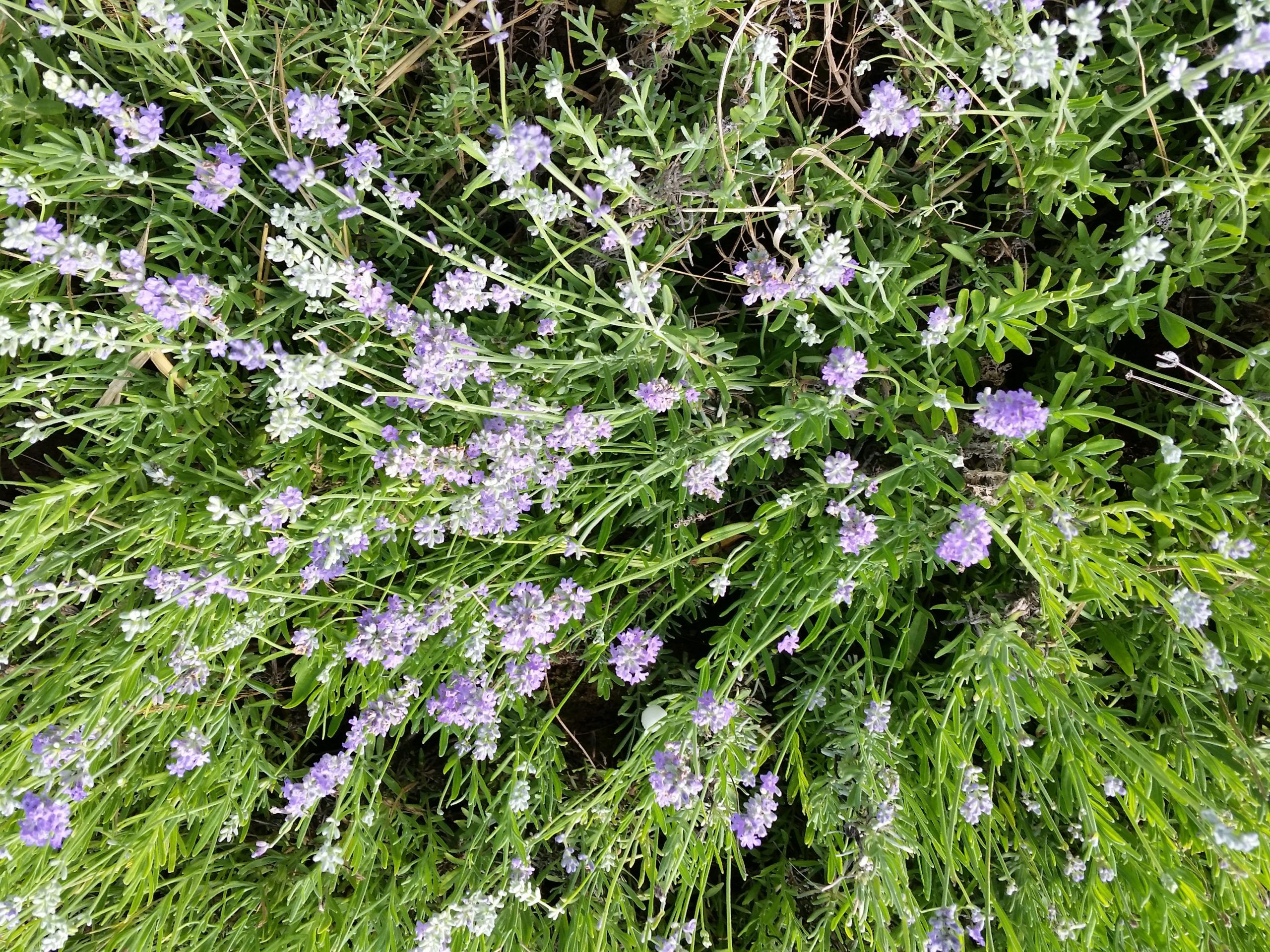 Herb, Lavender #4009