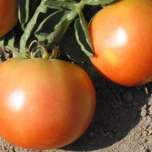 Tomato Longkeeper #8030