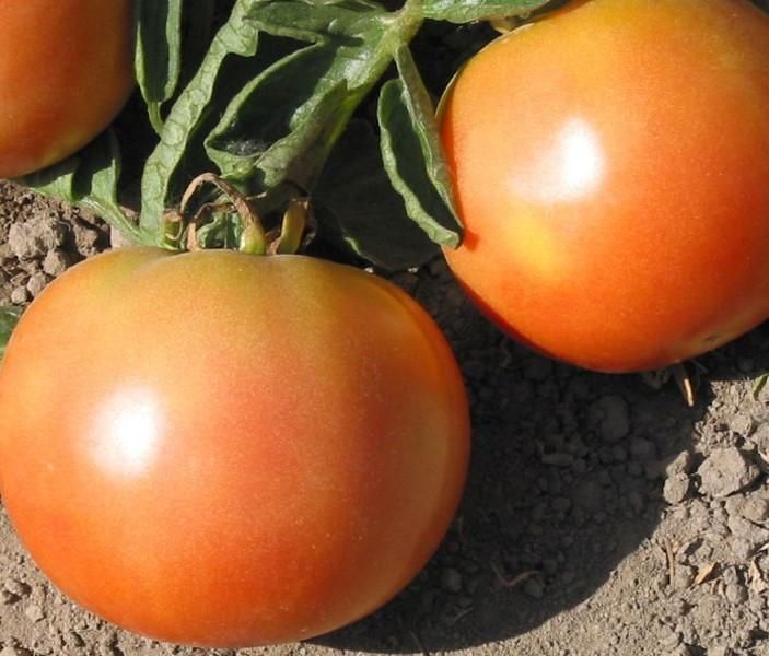 Tomato, Longkeeper #8030