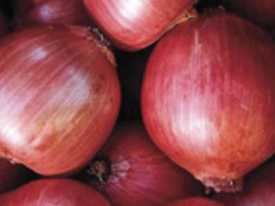 Onion, Rossa di Milano #2061