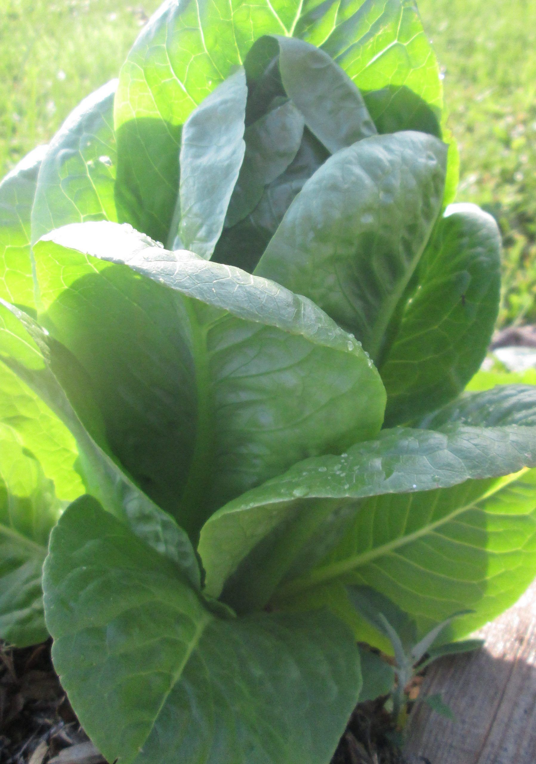 Lettuce Romaine Parris Island #5022