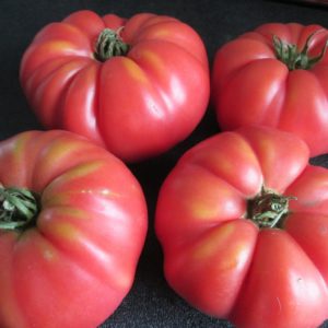 Tomato Pruden's Purple #8035