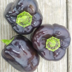 Pepper Purple Beauty #4113