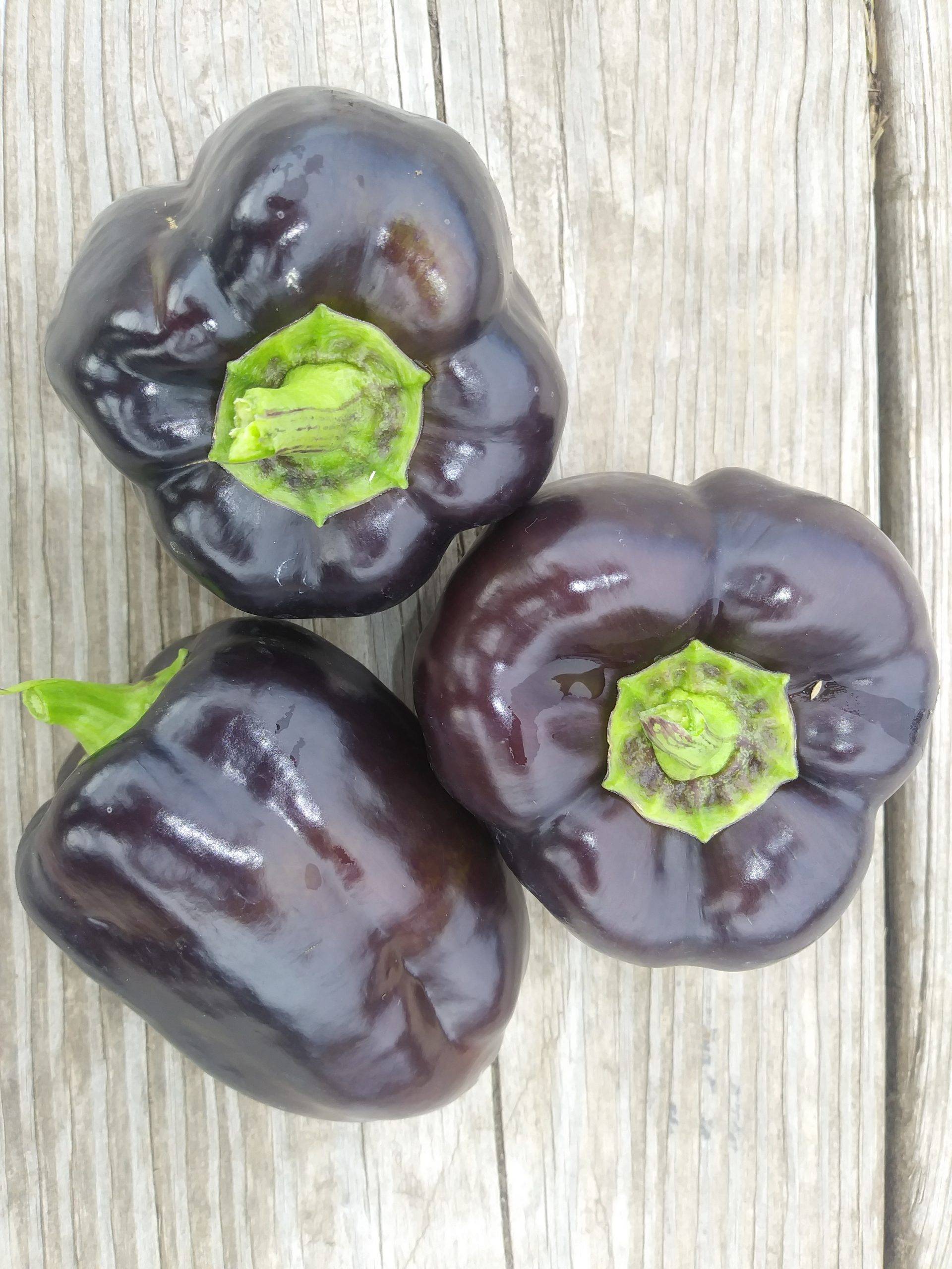 Pepper, Purple Beauty (Sweet) #4113