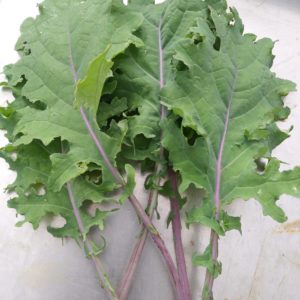 Kale Red Russian #6512