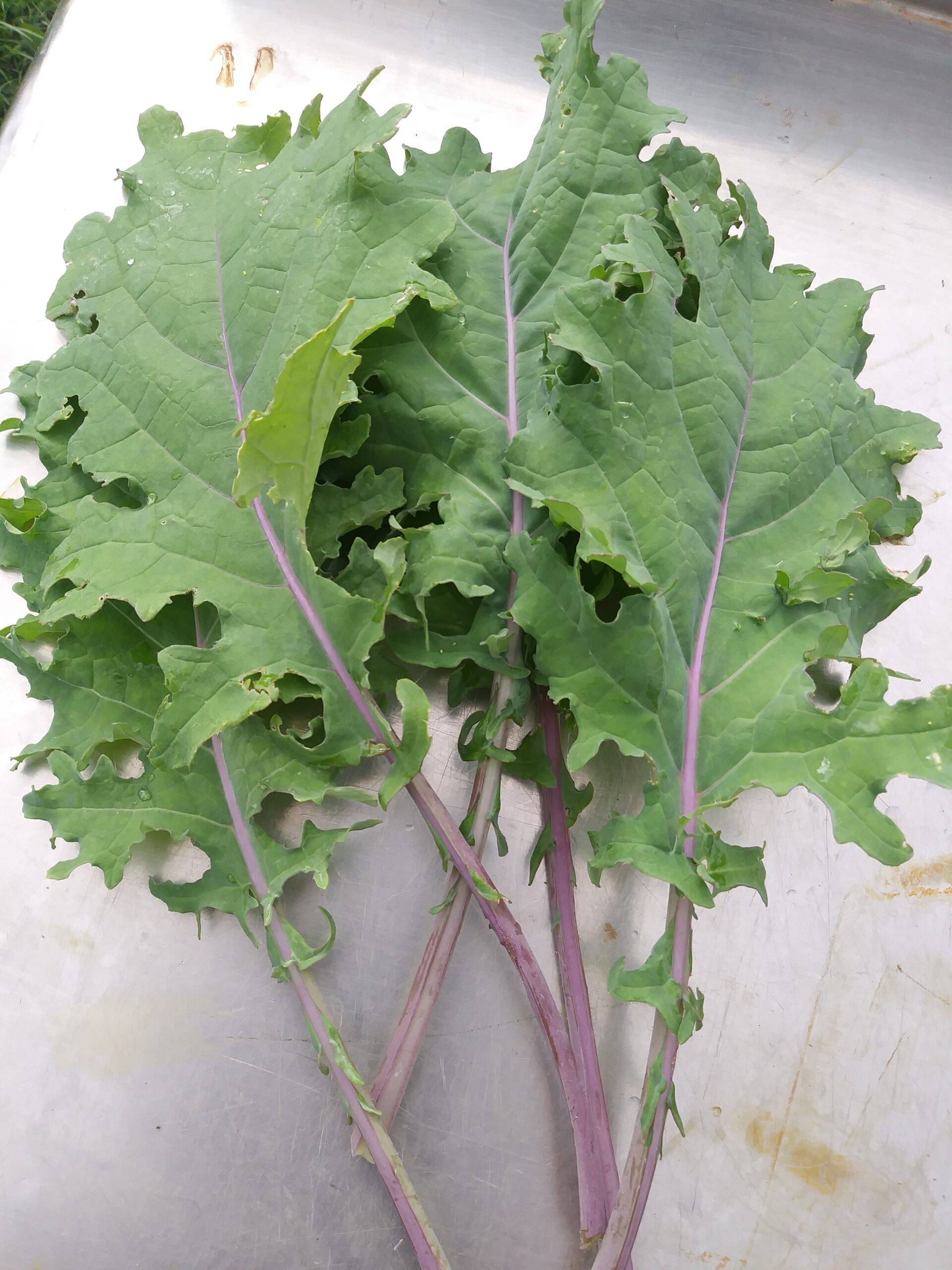 Kale, Red Russian #6512