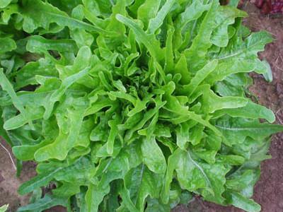 Lettuce, Royal Oakleaf #5030