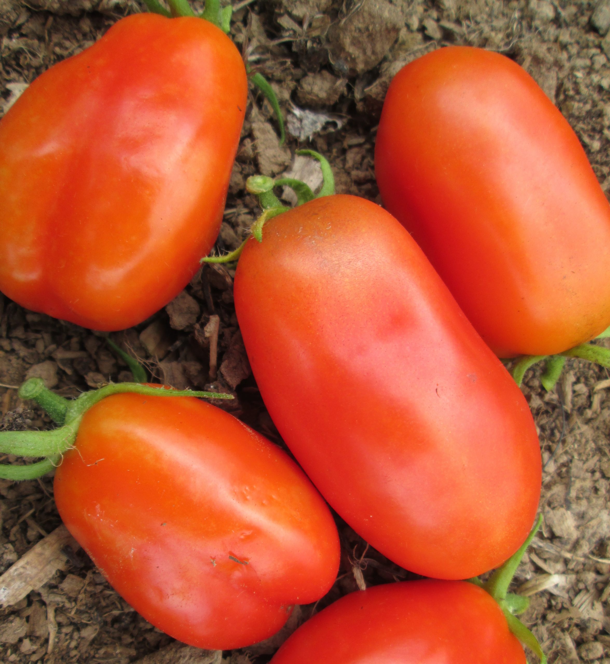 Tomato San Marzano #8025