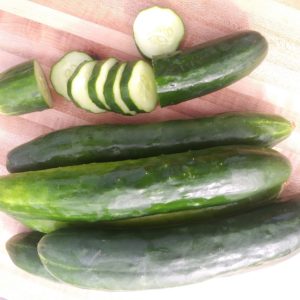 Cucumber Shintokiwa #3303