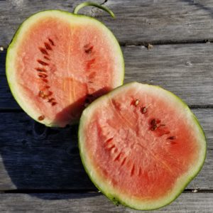 Melon Sugar Baby Watermelon #3339