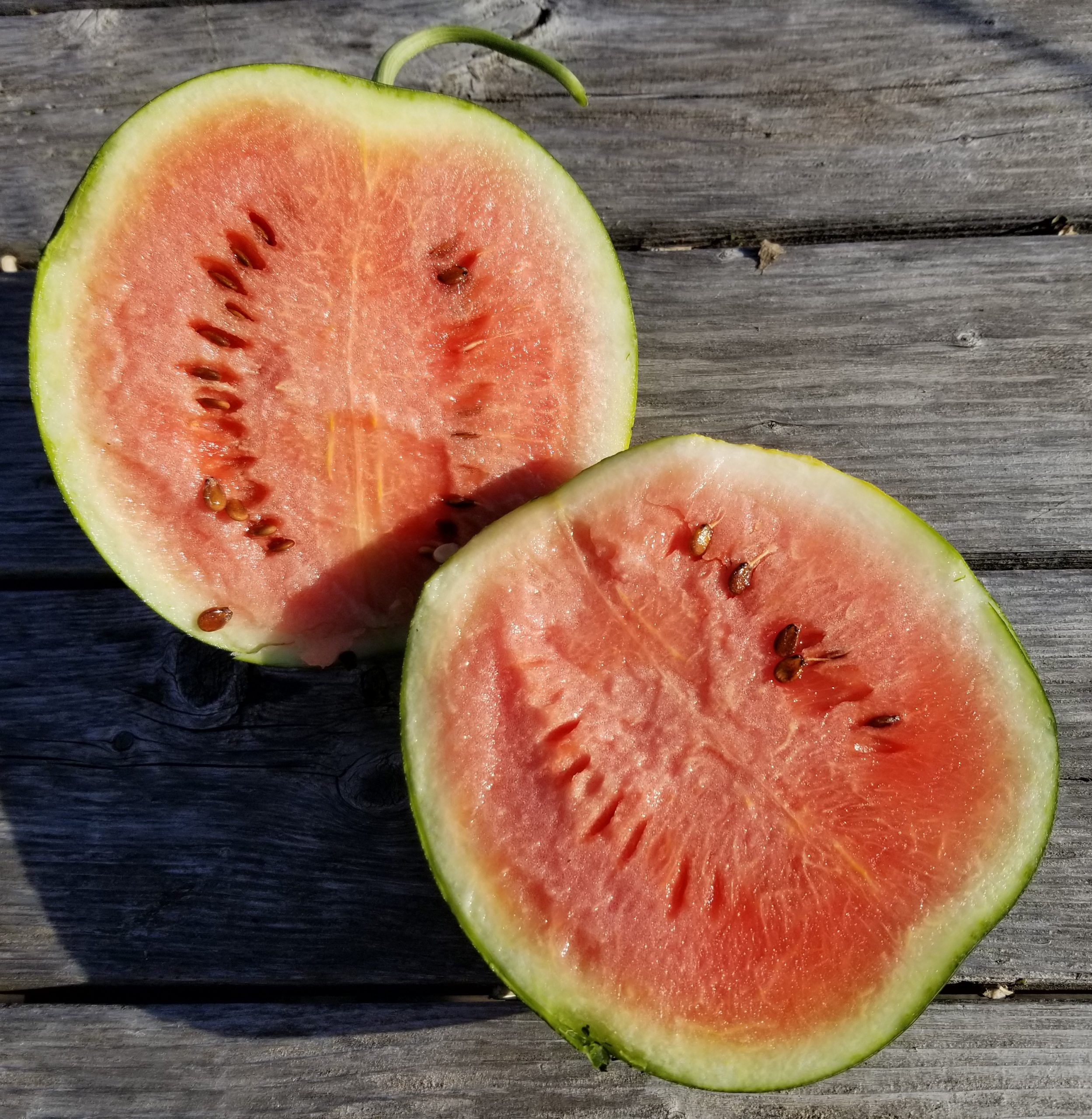 Melon, Sugar Baby Watermelon #3339