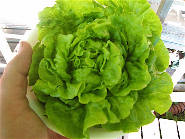 Lettuce, Tom Thumb #5033
