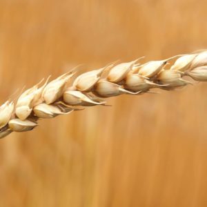 Grain Seeds