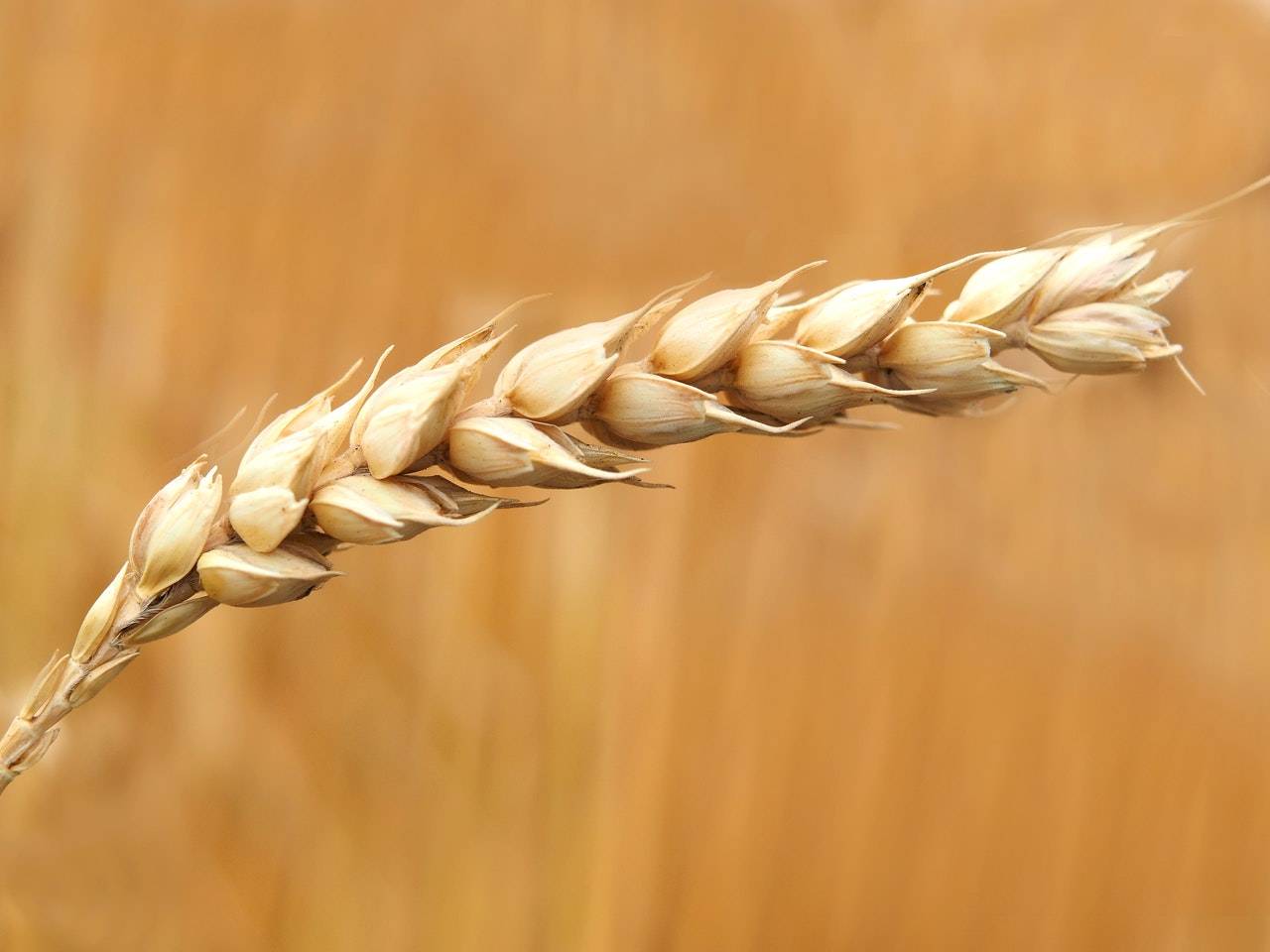 Wheat Acadia #4046