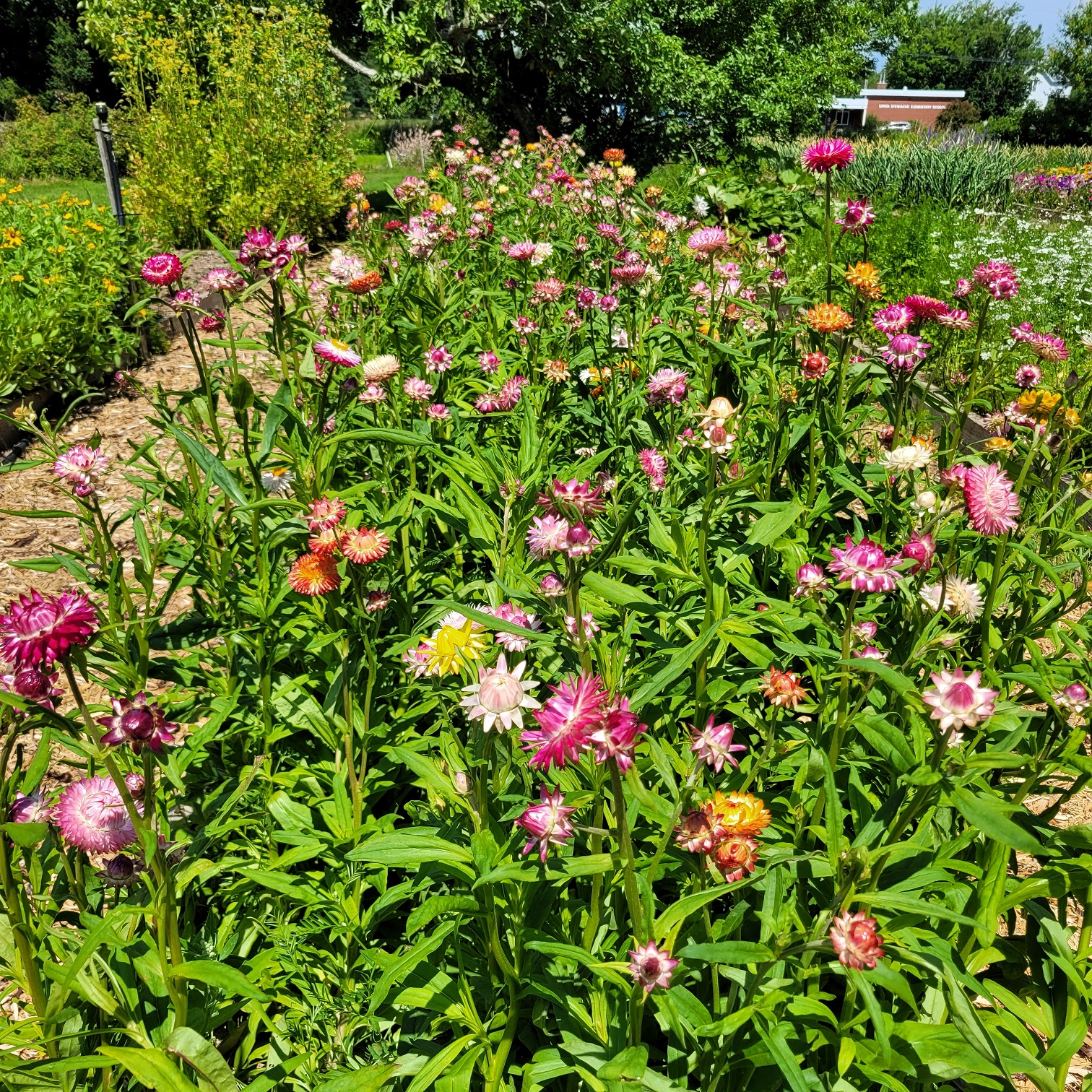 Strawflower, Helichrysum 'Monstrosum' – Nichols Garden Nursery