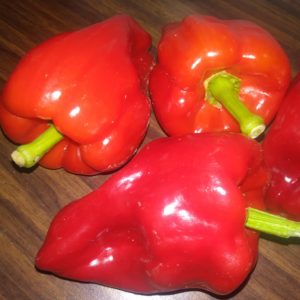 Pepper Ausilo Thin-skinned Italian #4117