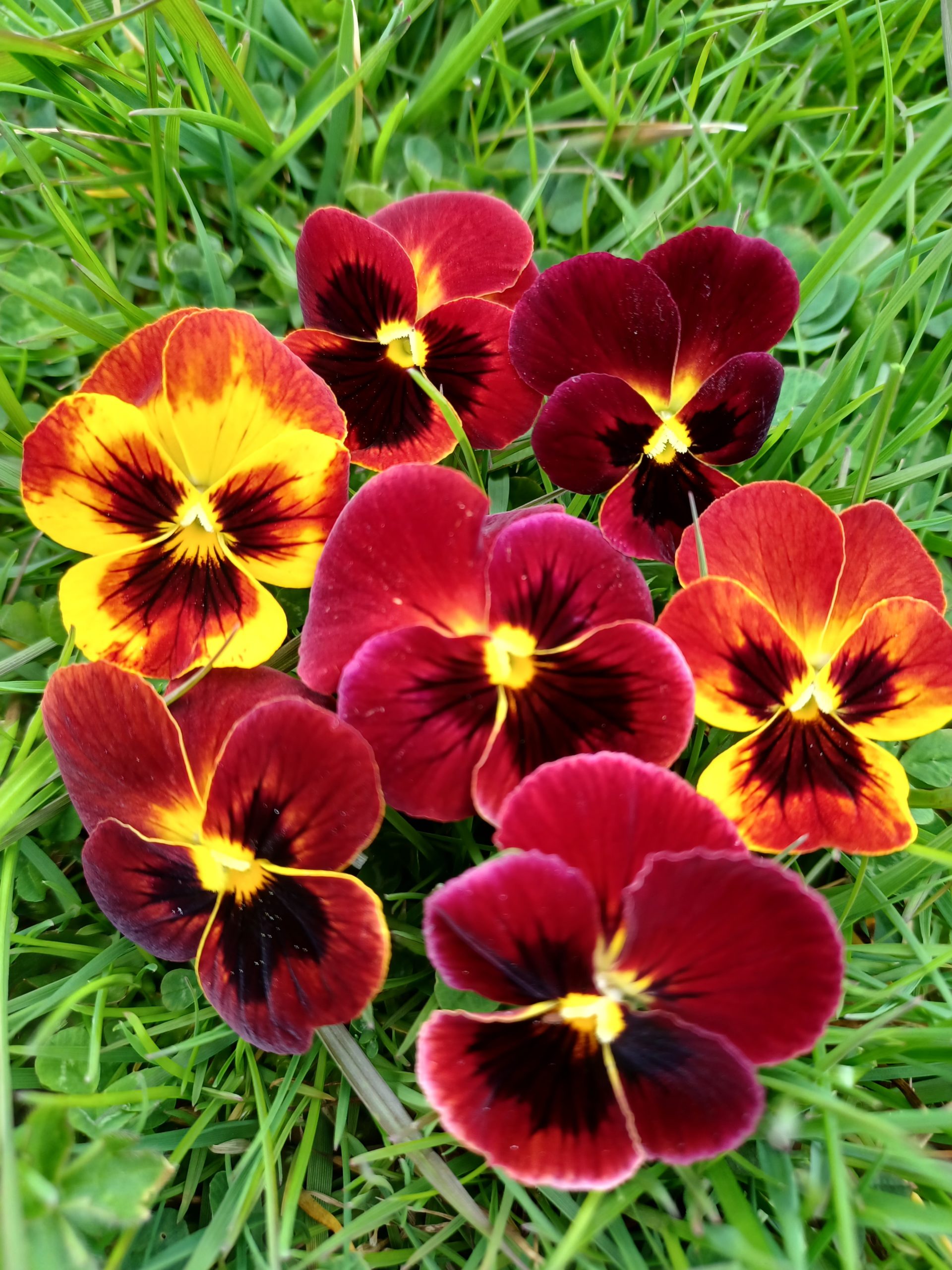 Flower Arkwright Ruby Viola #9050