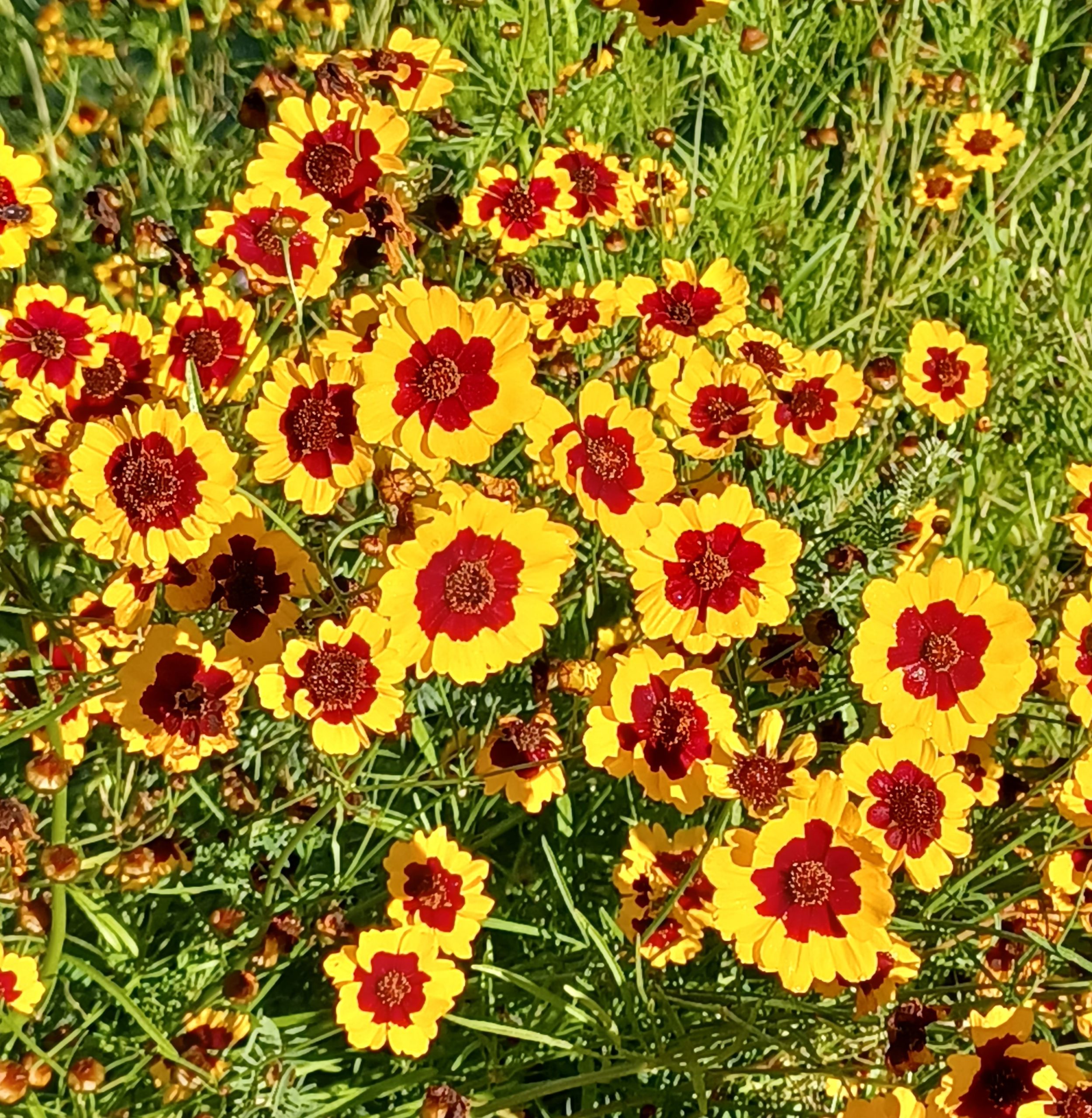 Flower Pains Coreopsis #9056