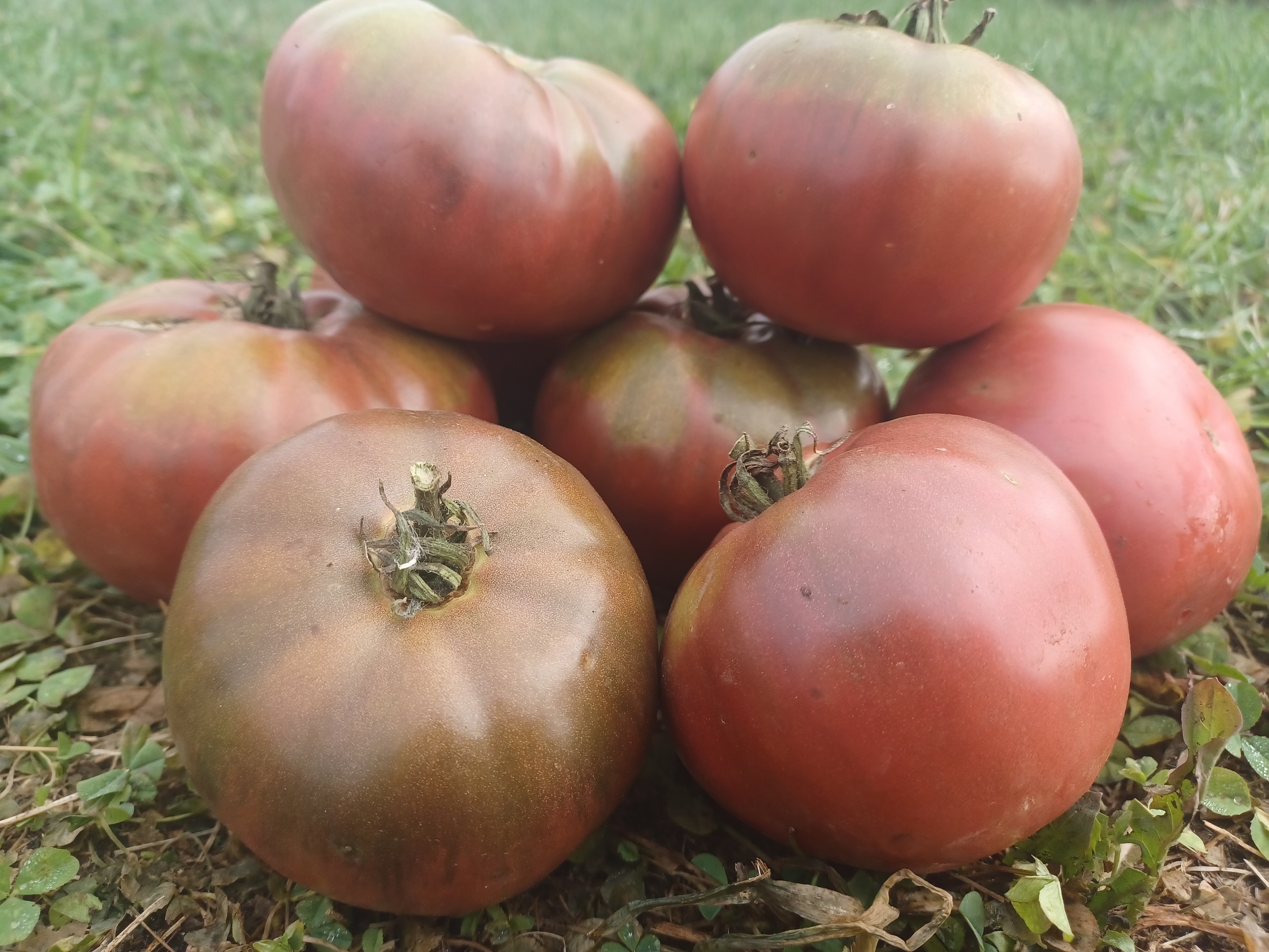 Tomato Cherokee Purple