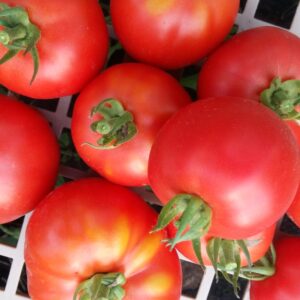 Tomato Summerjet