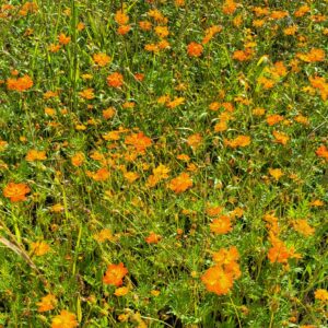 Flower Orange Sulphur Cosmos