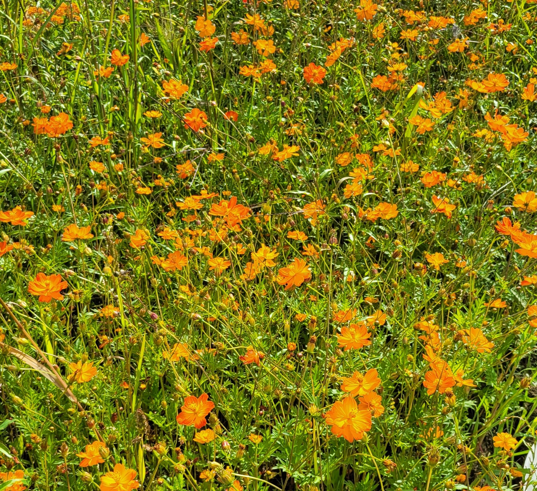 Flower Orange Sulphur Cosmos