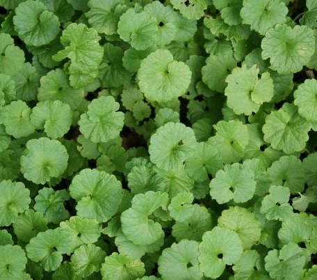 Dried Ground Ivy Leaf