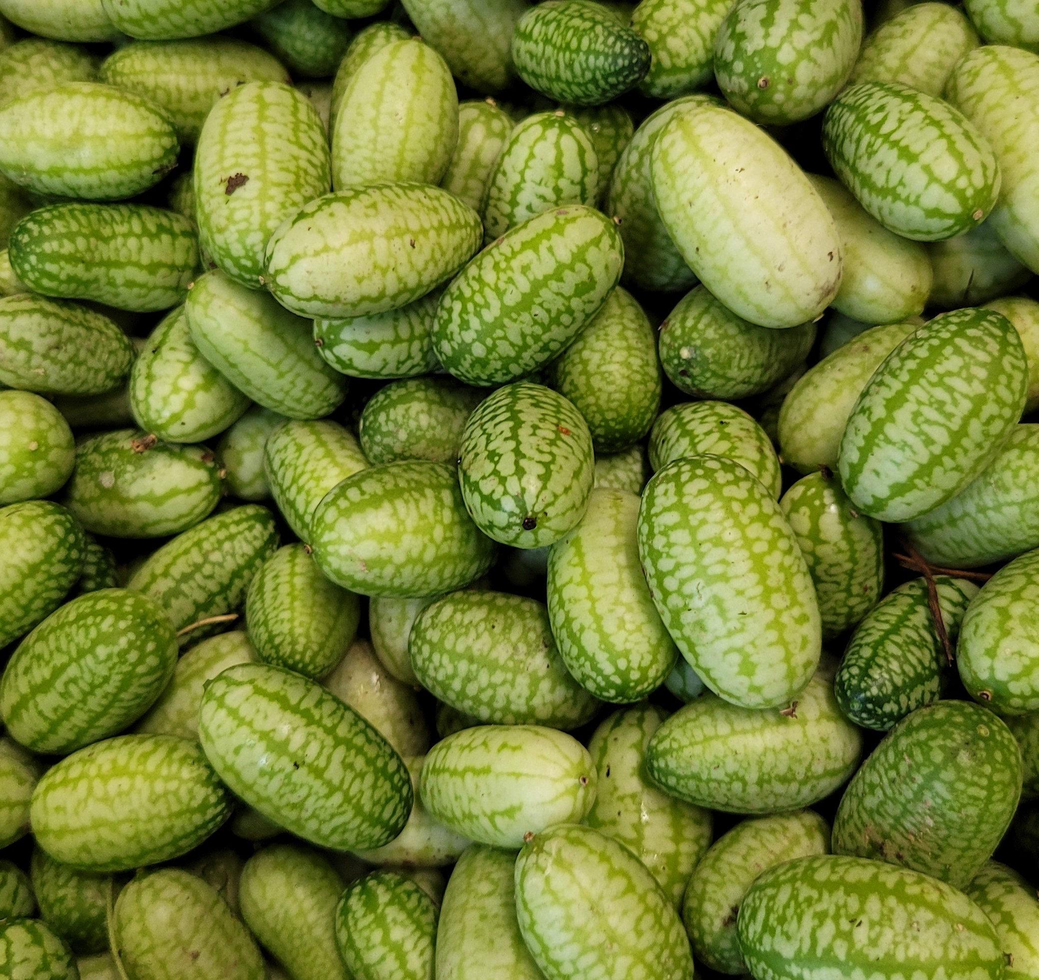 Cucamelon